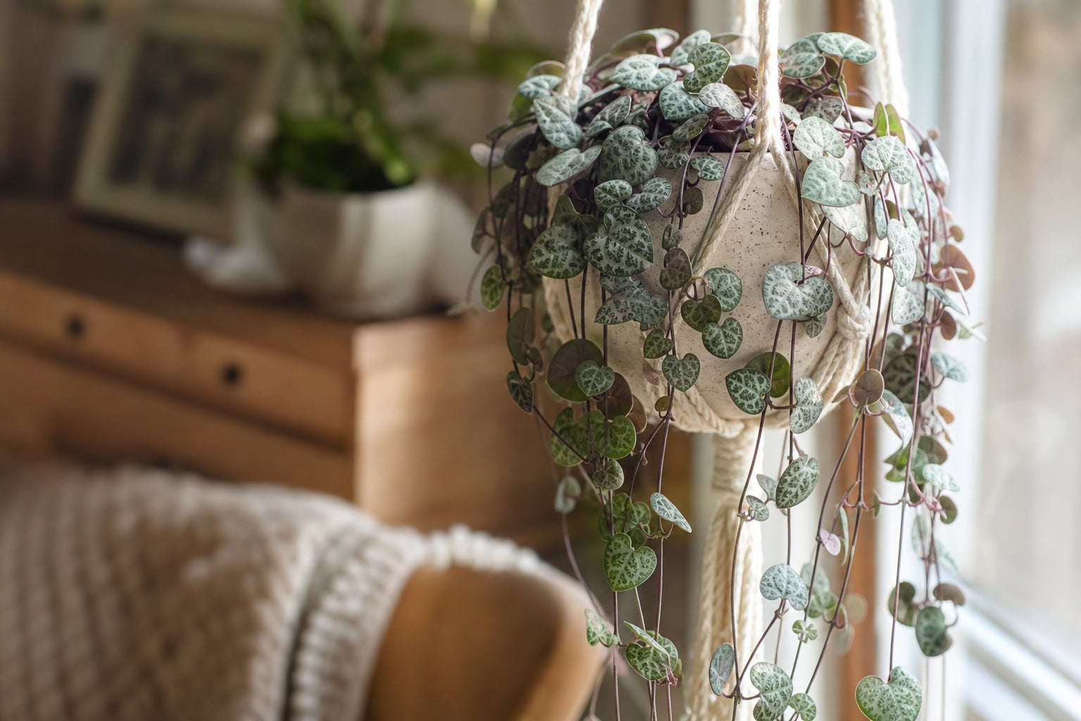 String of Hearts (Ceropegia woodii) trailing houseplant with silver-marbled heart-shaped leaves cascading from a hanging macrame planter