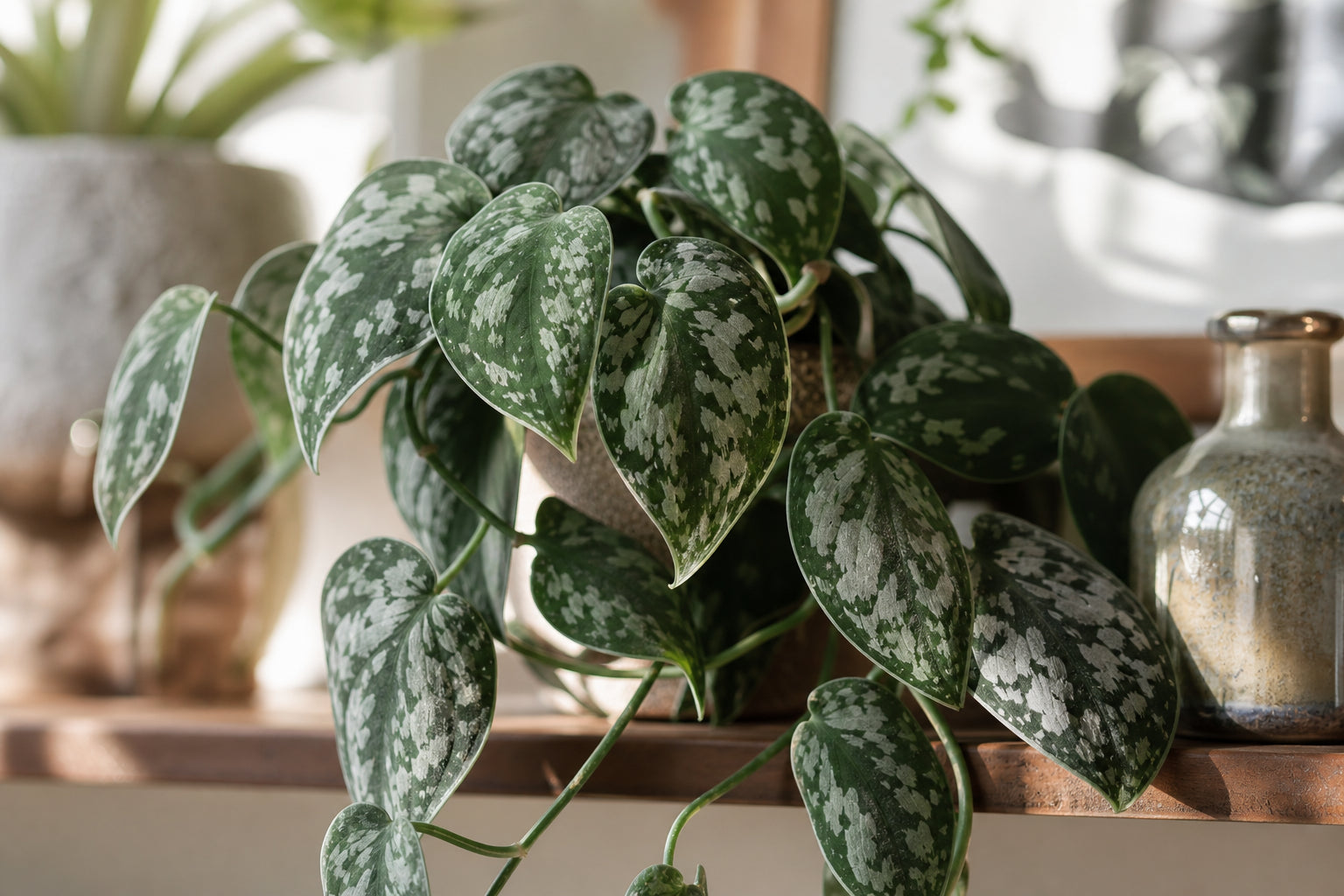 Scindapsus pictus Satin Pothos trailing houseplant with silver-variegated velvety leaves