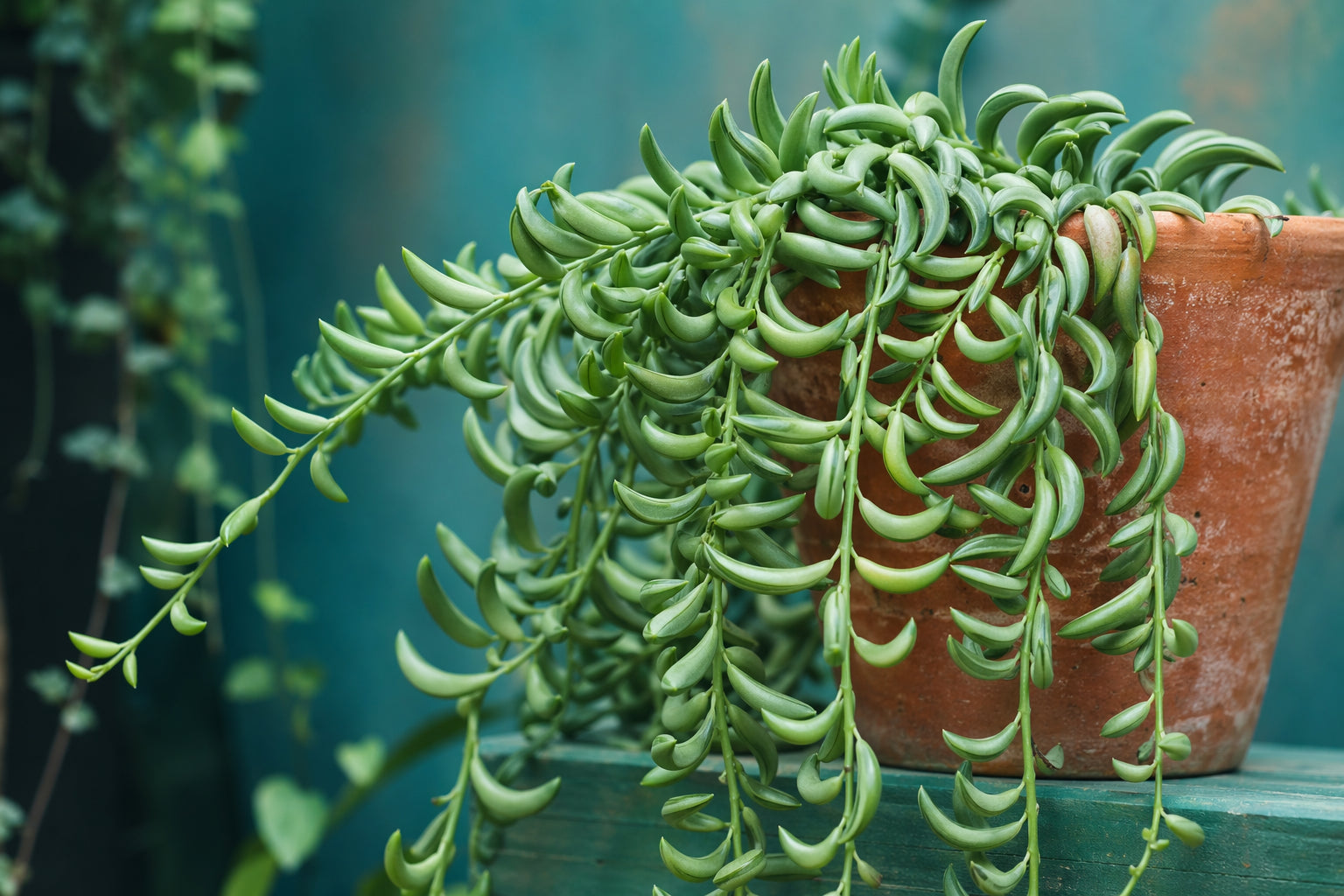 String Of Bananas plant care guide