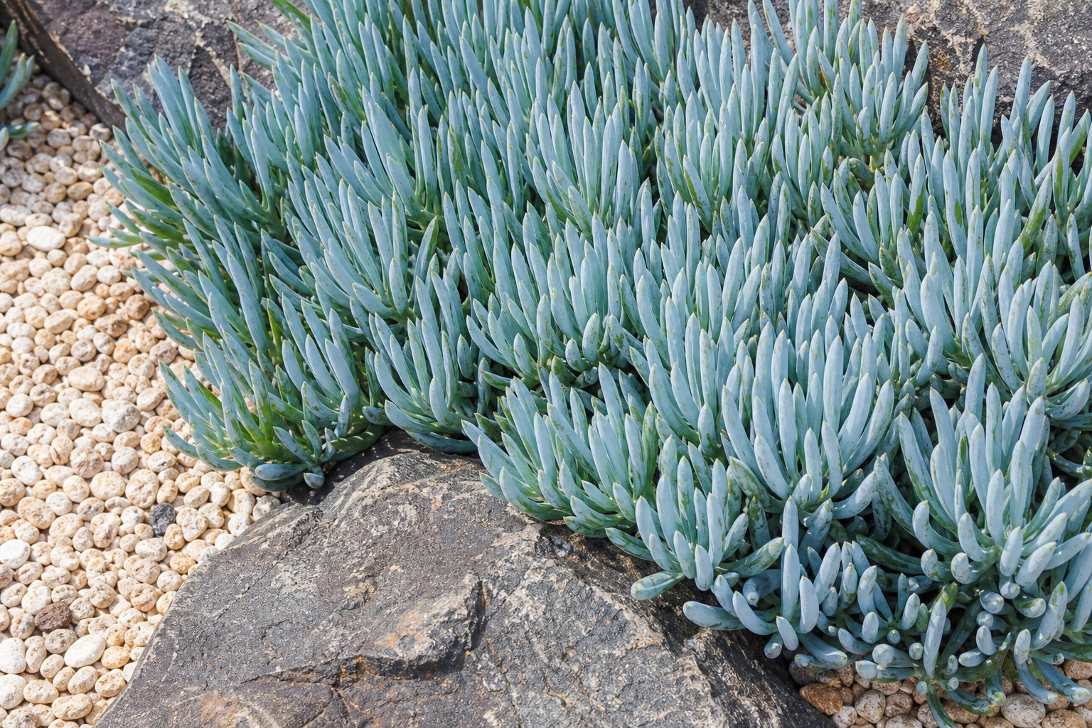 Drift of Senecio mandraliscae blue chalksticks with powdery silver-blue finger-shaped leaves as ground cover