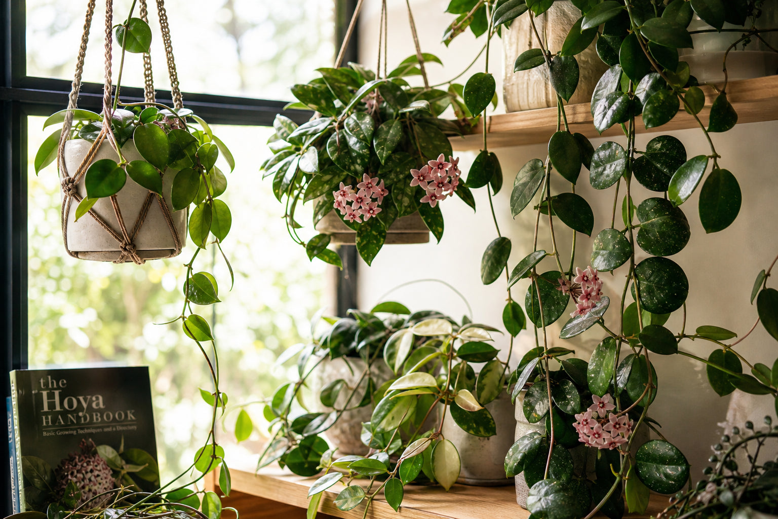 Collection of hoya varieties trailing from hanging pots on a bright windowsill, showing waxy heart-shaped and oval leaves with clusters of star-shaped pink flowers