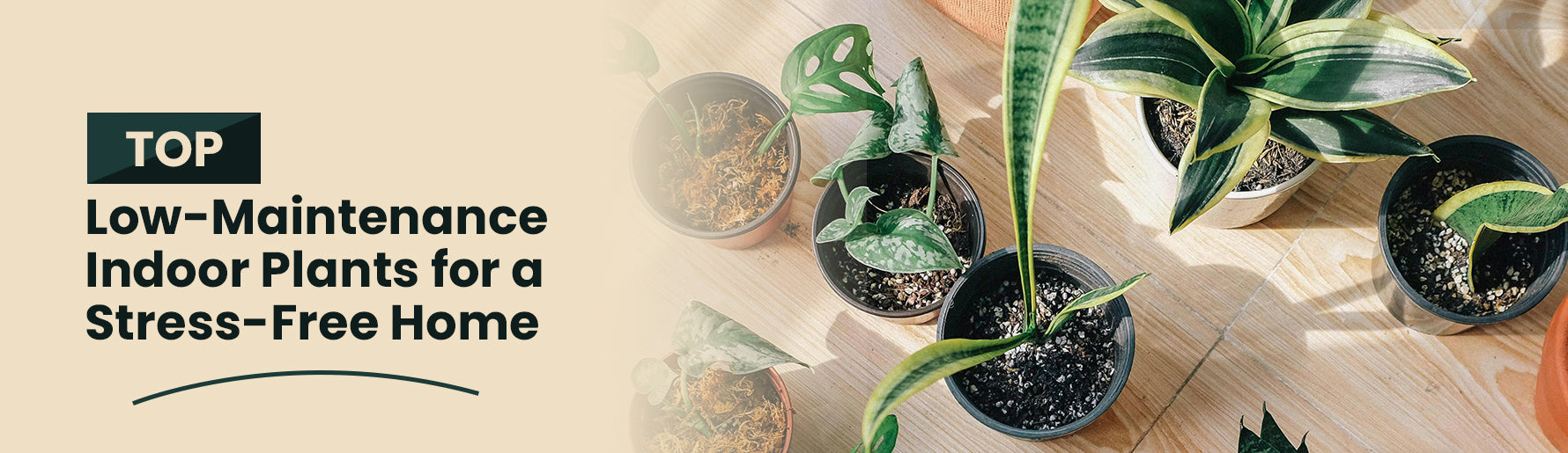 Top Low-Maintenance Indoor Plants for a Stress-Free Home