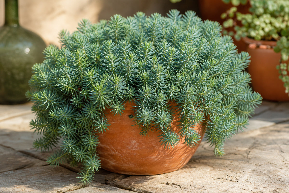 Close-up of Sedum reflexum 'Blue Spruce' stonecrop with dense blue-green needle-like foliage spilling over a terracotta pot in bright sunlight