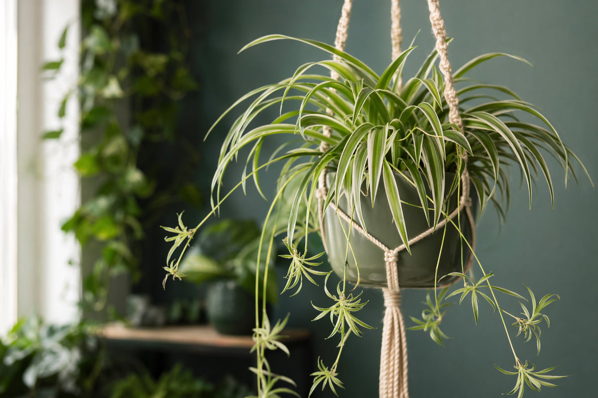 Divine Roots Spider Plant plant care - beautiful spider plant in natural setting ...