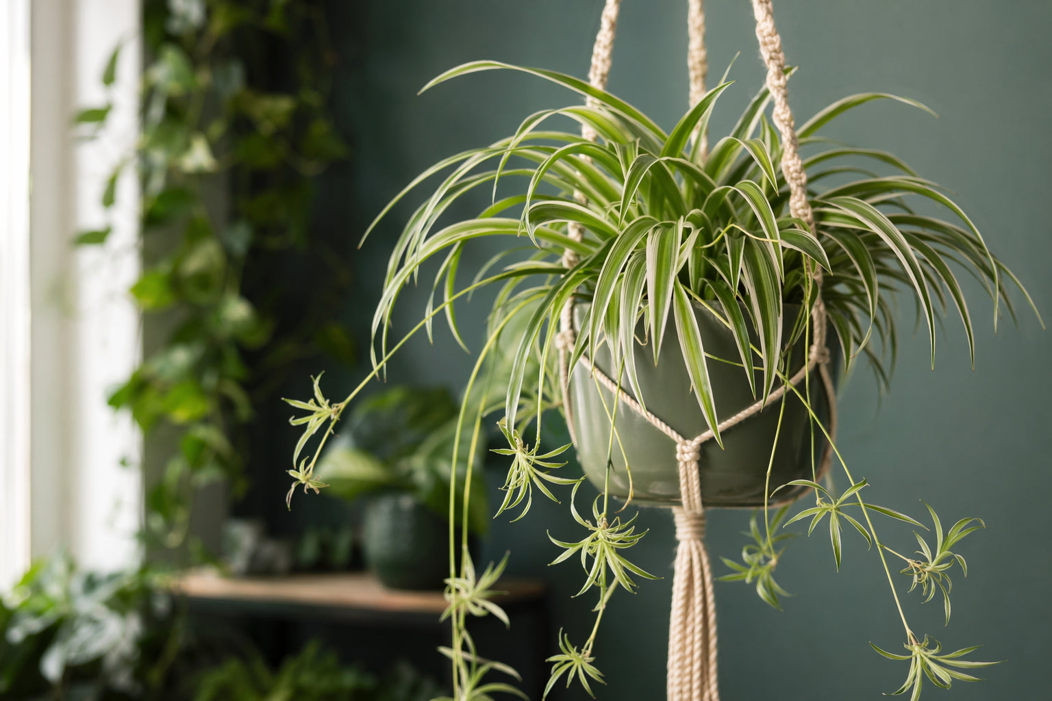 Spider Plant plant care - beautiful spider plant in natural setting from Divine Roots Botanicals
