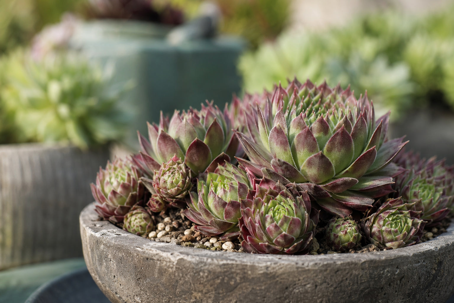 Sempervivum plant care - beautiful sempervivum in natural setting from Divine Roots Botanicals