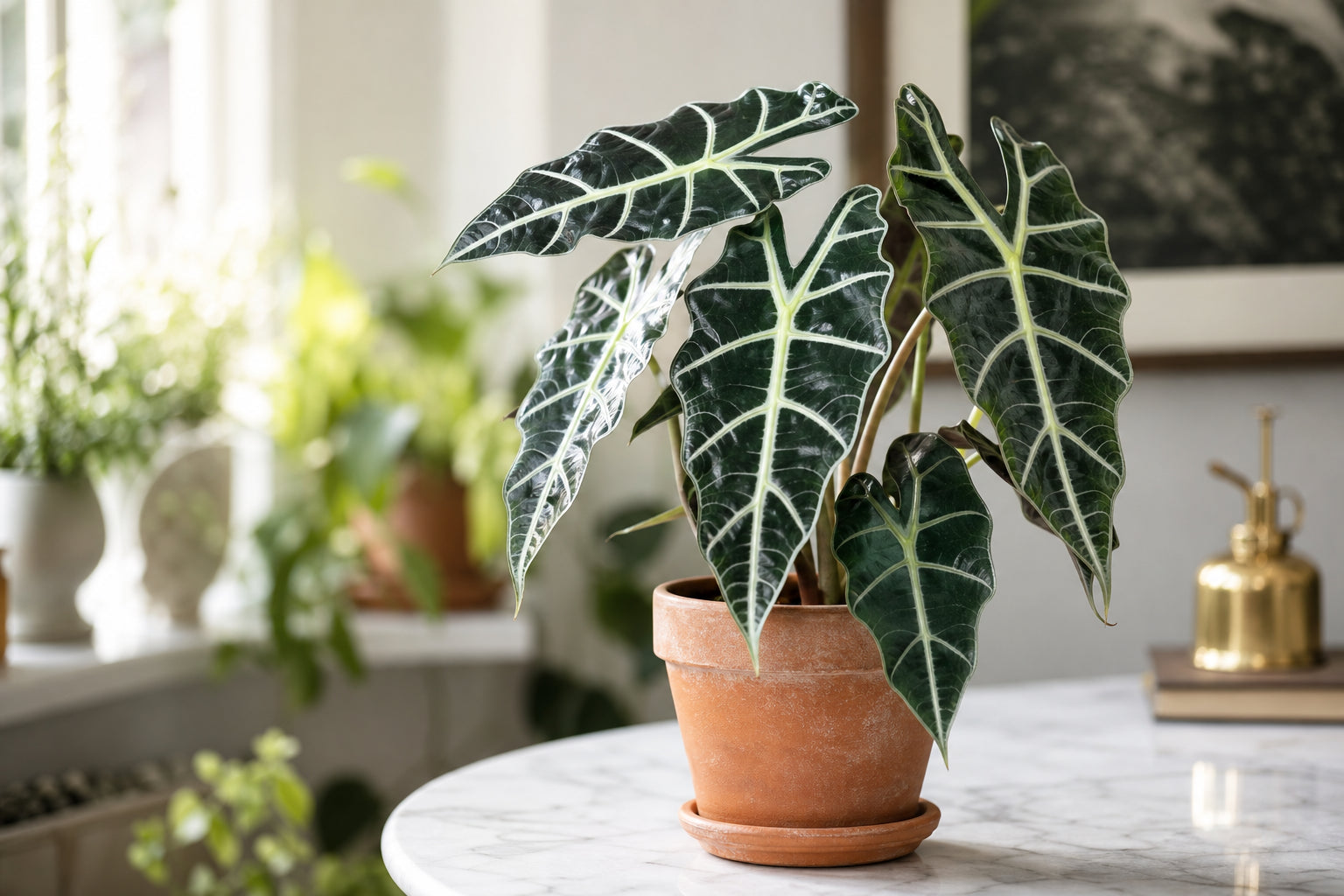 Alocasia 'Polly' elephant ear plant with dramatic dark green arrowhead leaves and white veins in a terracotta pot