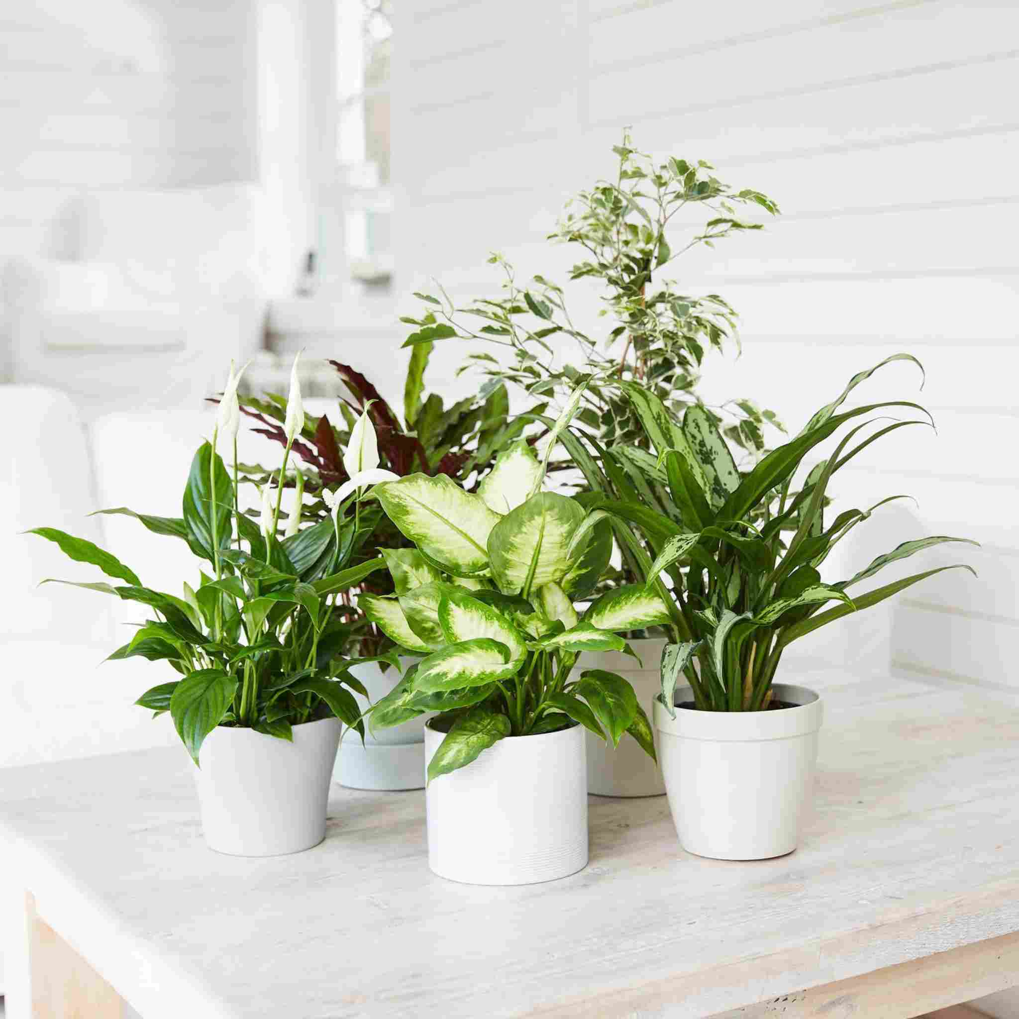 Best selling low maintenance indoor plants USA