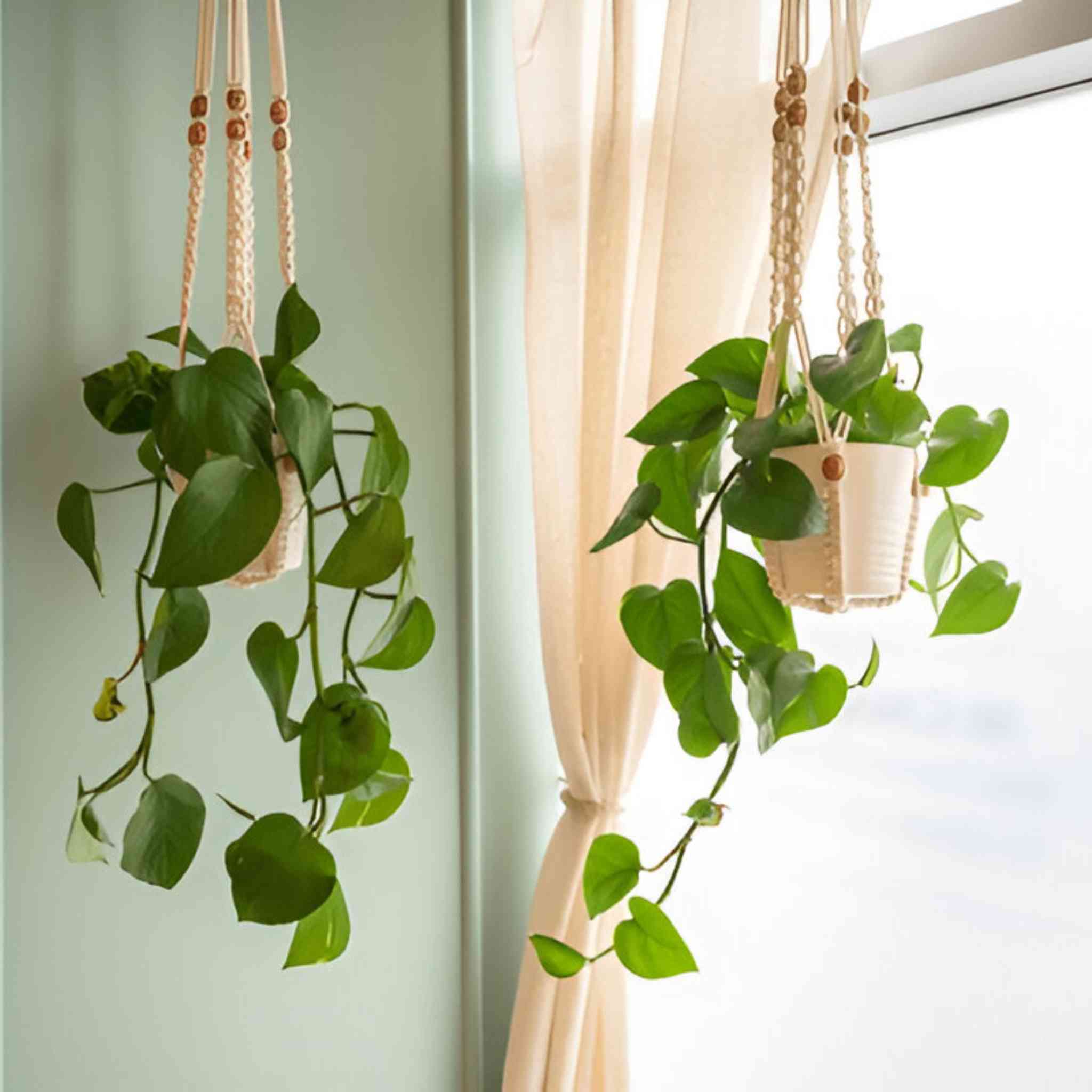 Hanging Indoor Plants USA Natural home decor with greenery