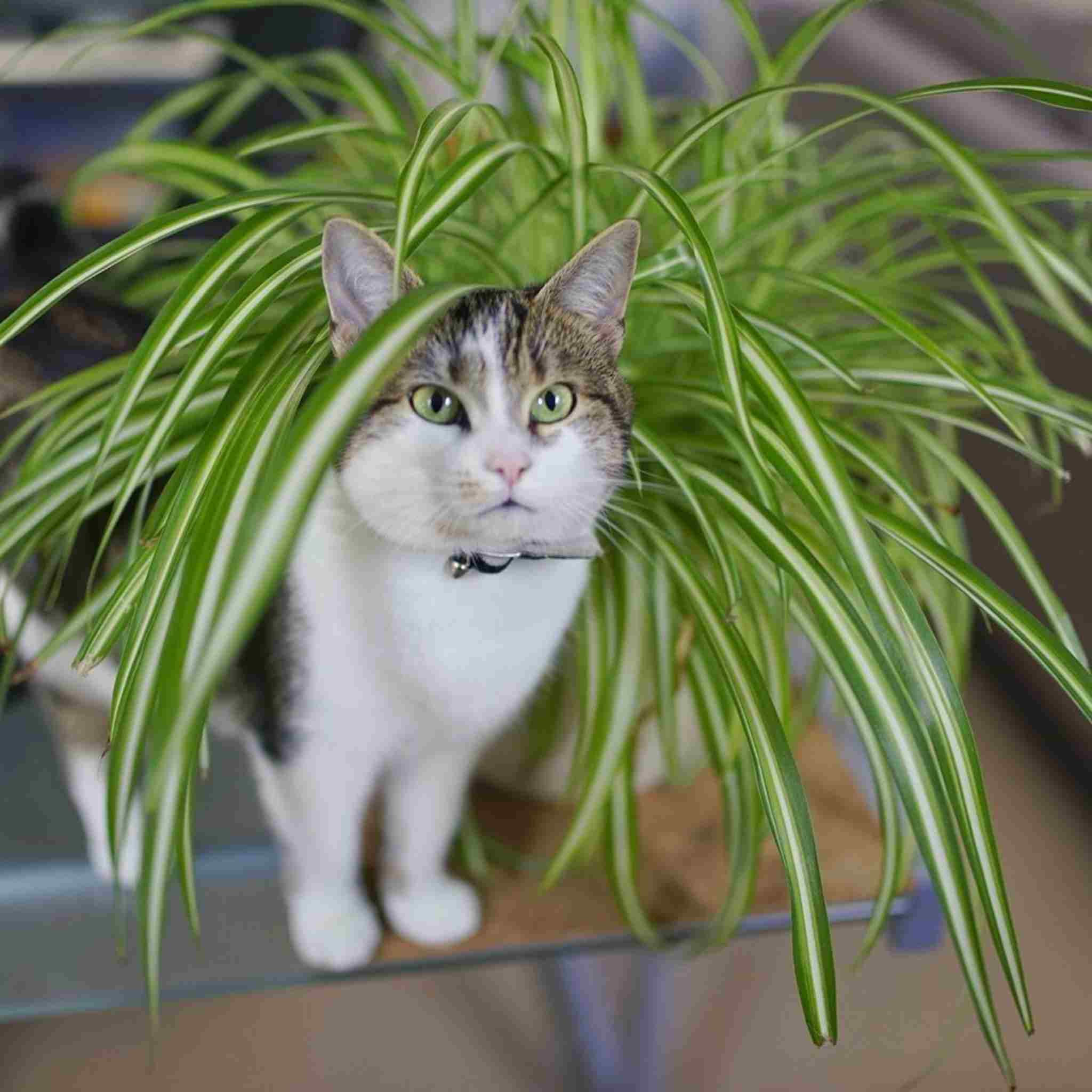 Indoor gardening without worry Pet-safe plants USA