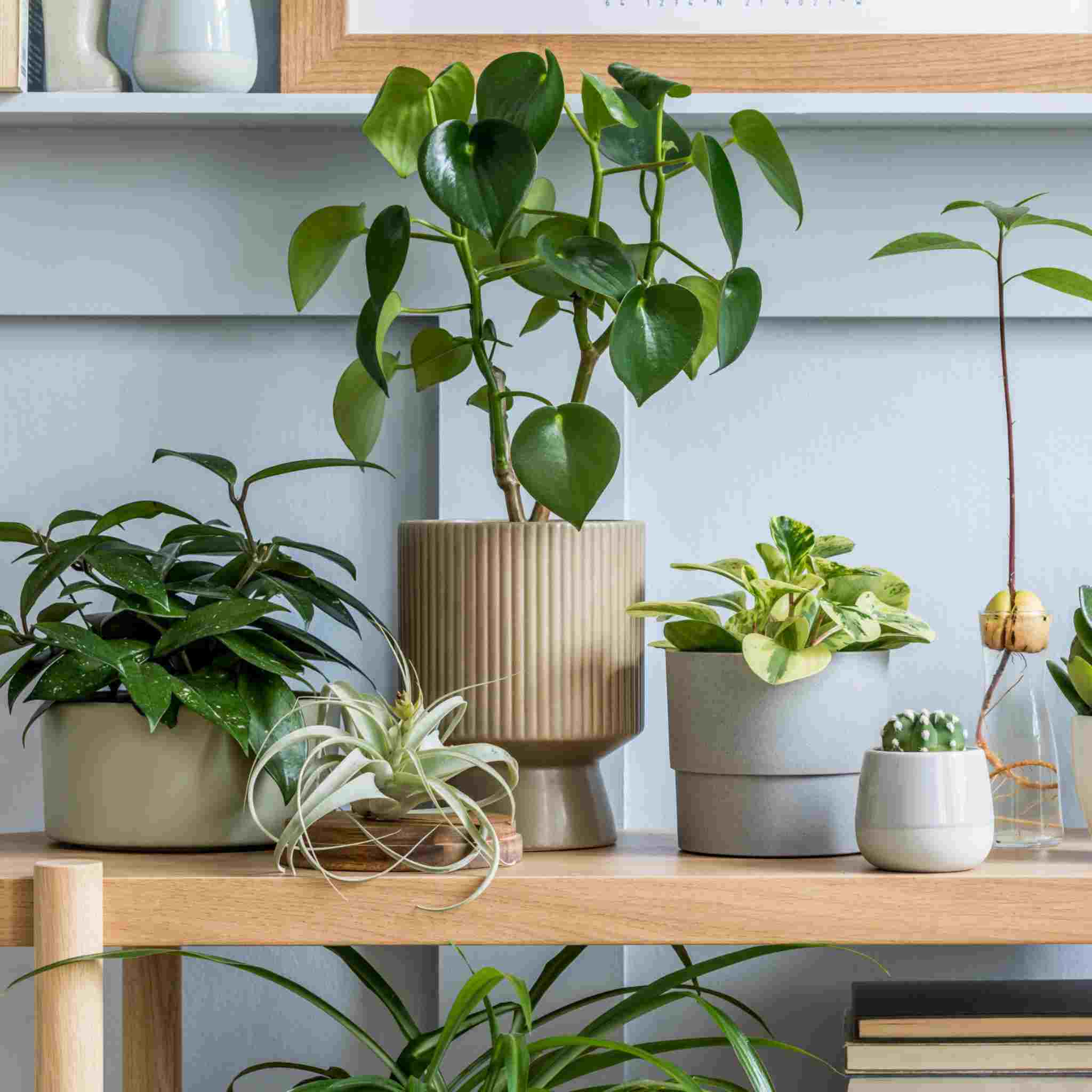 Indoor plants on shelf Green foliage for home decor USA