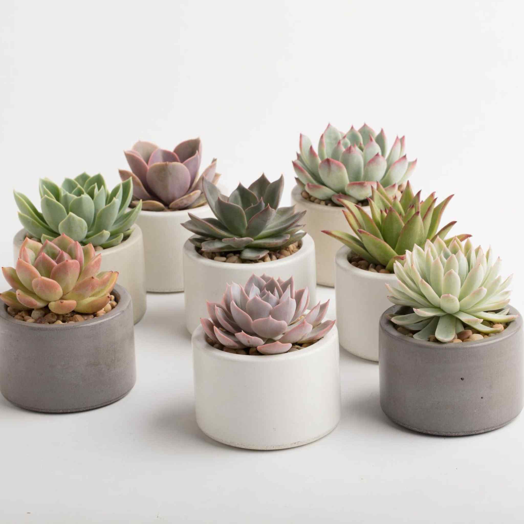 Small succulent arrangement, easy care plants for US homes