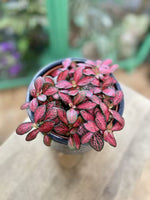 full view of Fittonia Forest Rooted Starter Plant live houseplant from Divine Roots