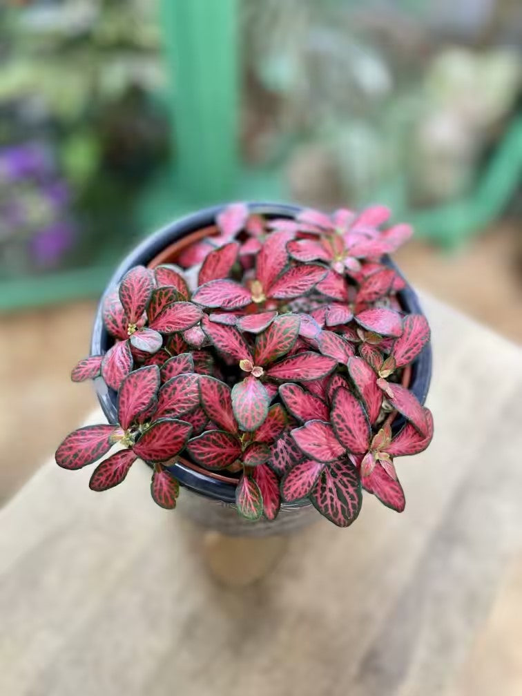 full view of Fittonia Forest Rooted Starter Plant live houseplant from Divine Roots