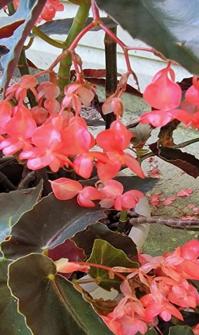 size reference for Angel Wing Begonia Sunbrite Pink live Begonia from Divine Roots