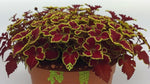 top view of Coleus Inky Fingers Rooted Starter Plant live houseplant from Divine Roots