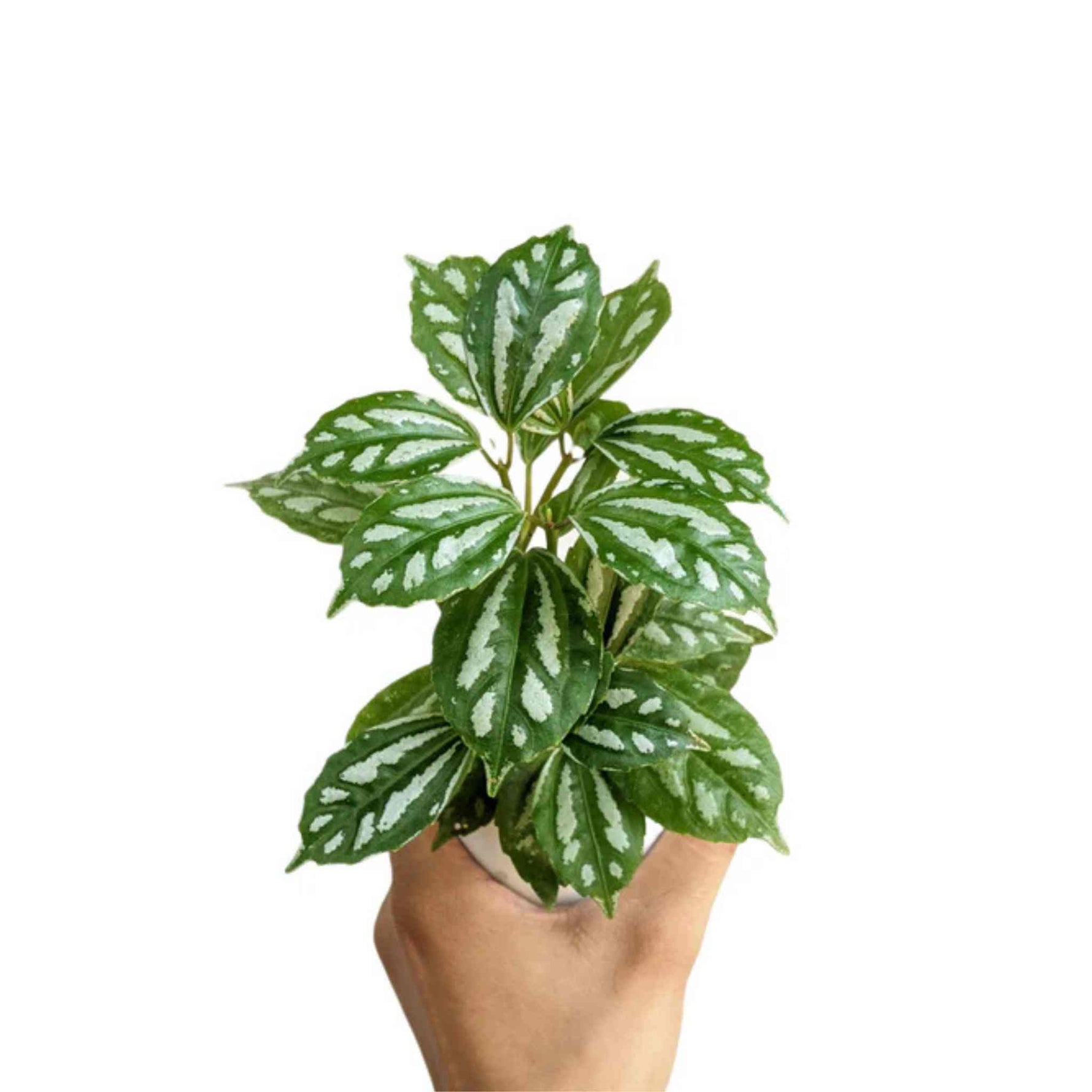 Pilea Cadierei Aluminum Plant live Pilea from Divine Roots