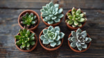 top view of Pet Friendly Succulent Pack live succulent from Divine Roots