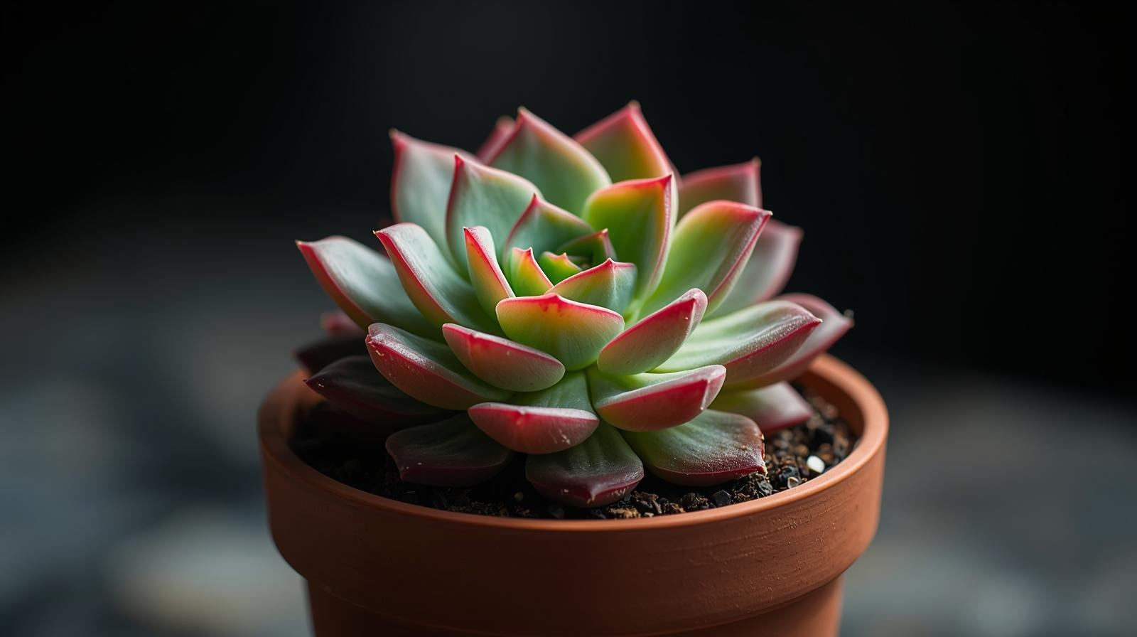 full view of Echeveria Pink Edge Rooted Starter Plant live Echeveria from Divine Roots