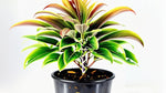 size reference for Cordyline Coffee Compacta 6" White Eco Pot decorative planter from Divine Roots