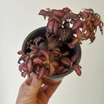 potted Fittonia Forest Rooted Starter Plant live houseplant from Divine Roots