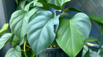 new growth on Pothos Baltic Blue (Rooted Starter Plant) live Pothos from Divine Roots
