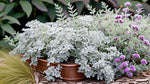 top view of Artemesia Stellerinana Silver Brocade live houseplant from Divine Roots
