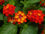 size reference for Dallas Red Lantana live houseplant from Divine Roots