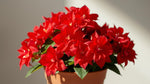 potted Begonia Double Geneva Red live Begonia from Divine Roots