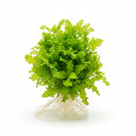full view of Florida Ruffle “Green Hedge” (Alternanthera sp.) live houseplant from Divine Roots