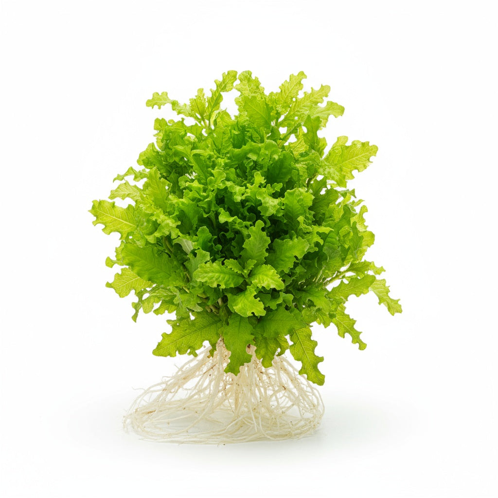 full view of Florida Ruffle “Green Hedge” (Alternanthera sp.) live houseplant from Divine Roots