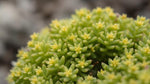 leaf detail of Sedum Rupestre Lemon Ball live succulent from Divine Roots