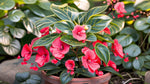 detail shot of Angel Wing Begonia Sunbrite Red Rooted Starter Plant live Begonia from Divine Roots