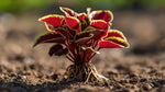 potted Coleus Inky Fingers Rooted Starter Plant live houseplant from Divine Roots