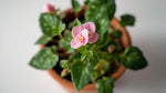leaf detail of Begonia Double Lady Francis Pink live Begonia from Divine Roots