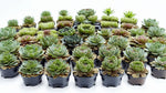 size reference for Succulents Sempervivum Assortment Rooted Starter Plant live succulent from Divine Roots