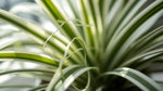 potted Chlorophytum Spider Reverse live spider plant from Divine Roots