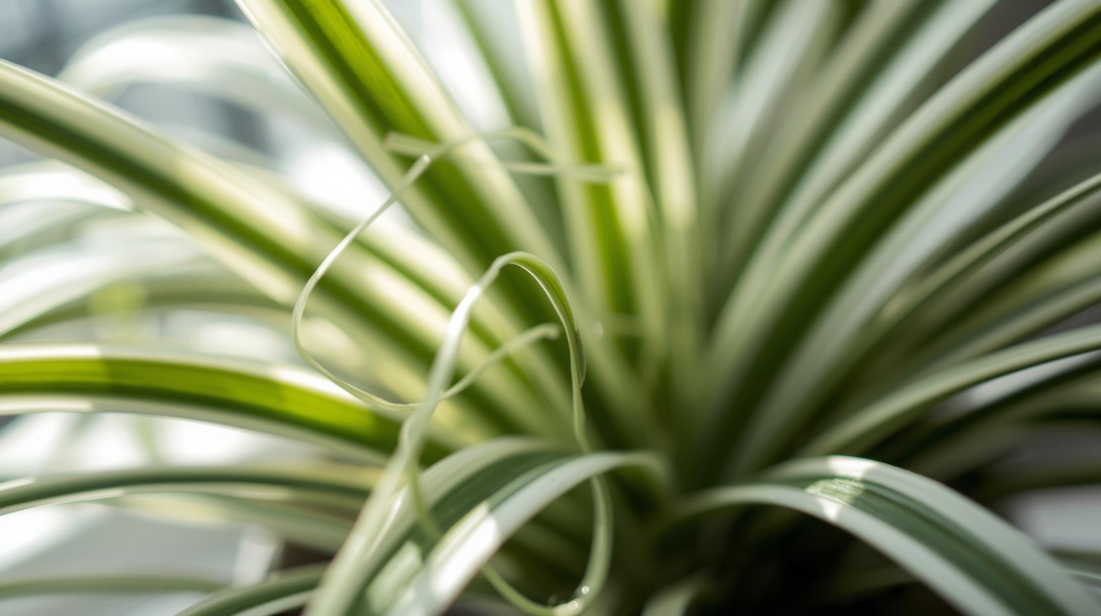 potted Chlorophytum Spider Reverse live spider plant from Divine Roots