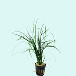 top view of Mondo Grass (Ophiogon Japonica) live houseplant from Divine Roots