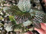side profile of Fittonia Mistral Rooted Starter Plant live houseplant from Divine Roots