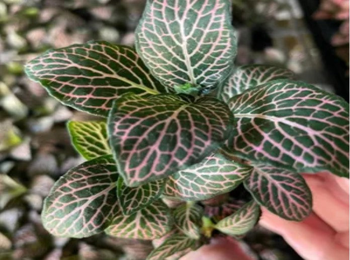 side profile of Fittonia Mistral Rooted Starter Plant live houseplant from Divine Roots