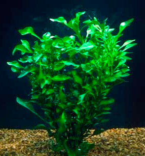 Florida Ruffle “Green Hedge” (Alternanthera sp.) live houseplant from Divine Roots