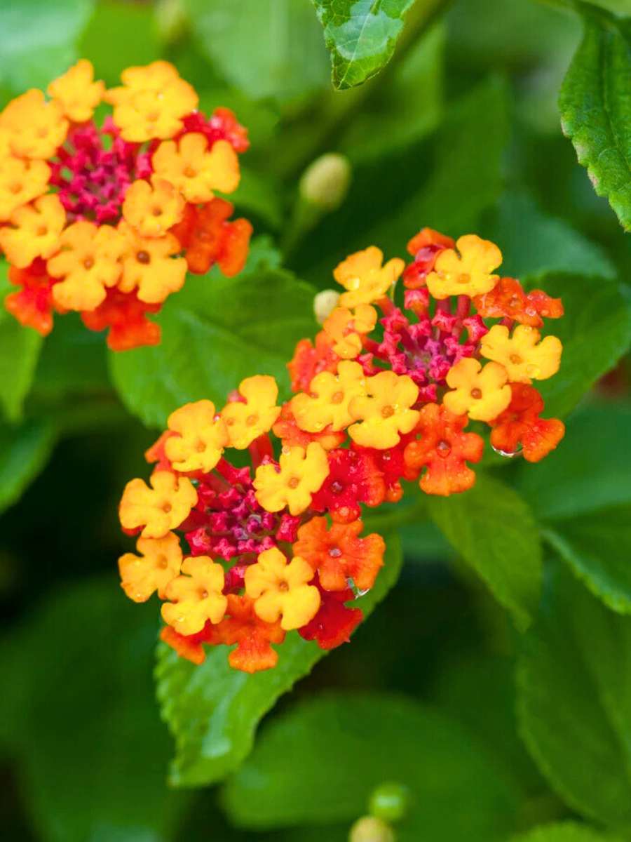 Lantana Dallas Red (Rooted Starter Plant)