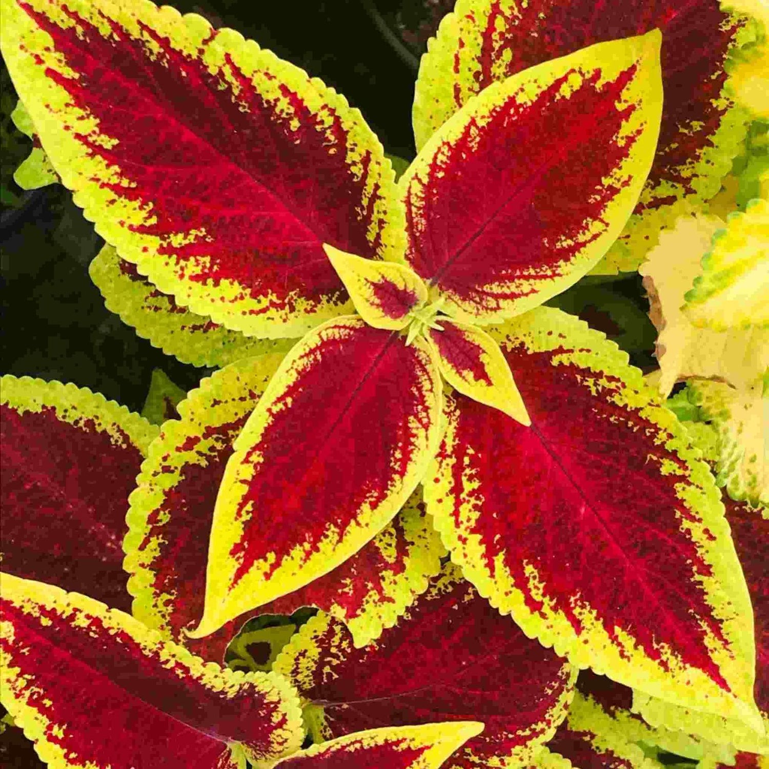 Coleus Defiance Rooted Starter Plant