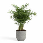 mature specimen of Bella Palm (Chamaedorea elegans) live palm from Divine Roots