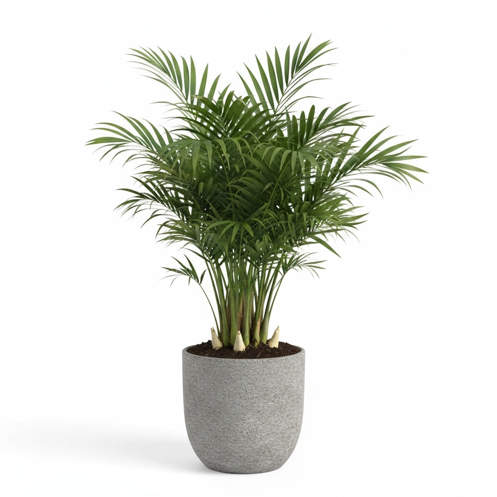 mature specimen of Bella Palm (Chamaedorea elegans) live palm from Divine Roots