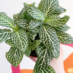 full view of Fittonia Marble Green Rooted Starter Plants live houseplant from Divine Roots