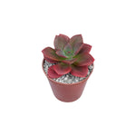 Echeveria Chroma live plant from Divine Roots — photo 2 of 11