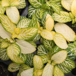 Fittonia Jolly Lemon Rooted Starter Plant live houseplant from Divine Roots