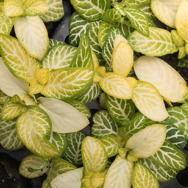 Fittonia Jolly Lemon Rooted Starter Plant live houseplant from Divine Roots